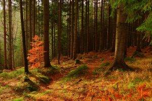 nature, Landscape, Trees, Forest, Wood, Fall, Moss, Branch, Dirt Road, Hill, Leaves