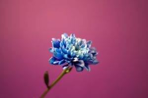 flowers, Pink Background, Blue Flowers