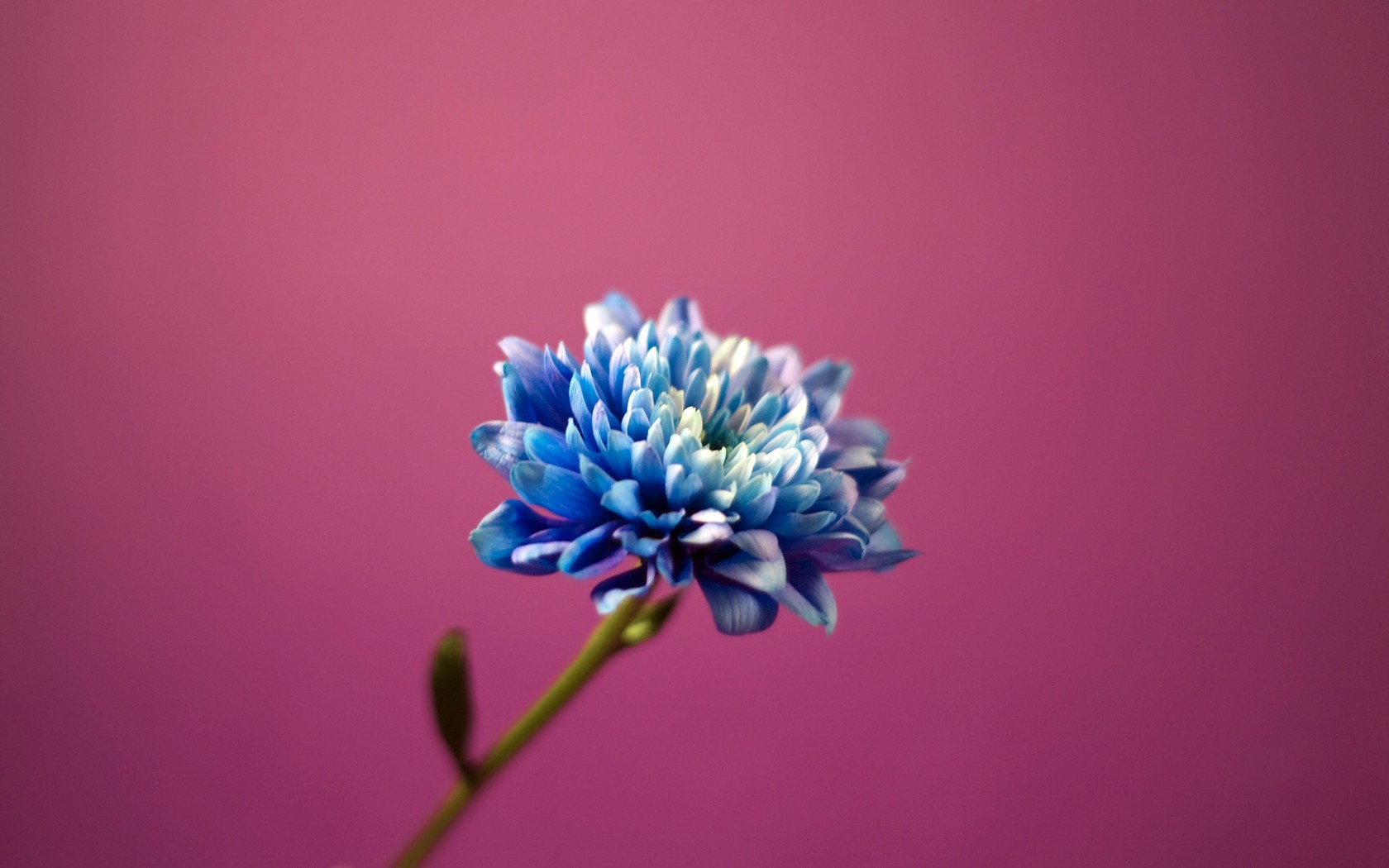 flowers, Pink Background, Blue Flowers Wallpaper
