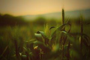 wheat, Spikelets, Nature, Depth Of Field