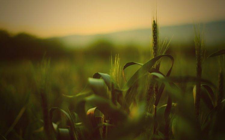 wheat, Spikelets, Nature, Depth Of Field HD Wallpaper Desktop Background