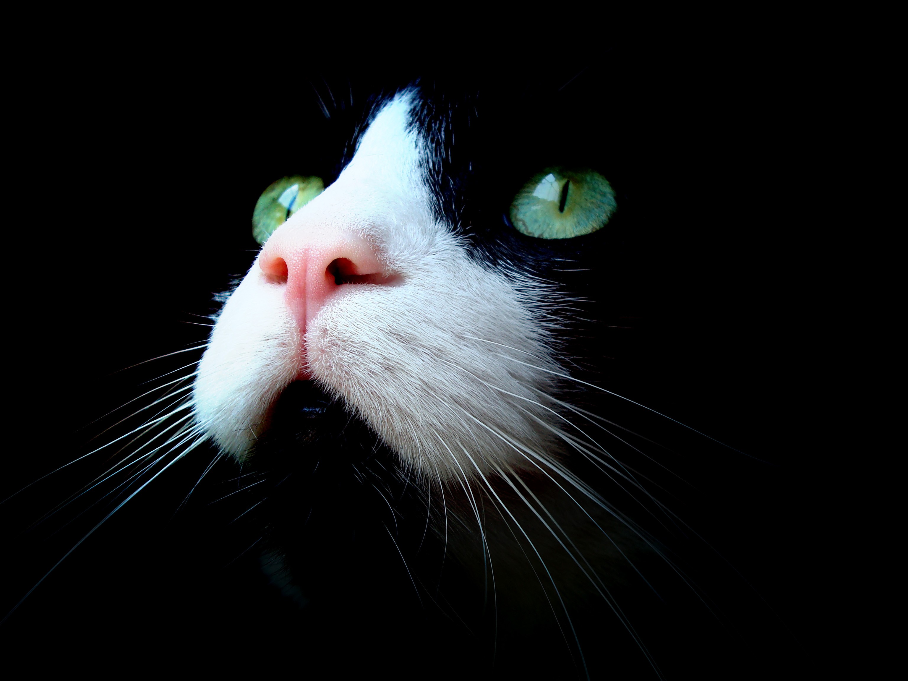 cat, Animals Wallpaper