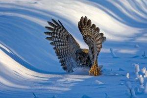 nature, Landscape, Winter, Snow, Animals, Birds, Owl, Hill, Sunlight, Shadow, Wings, Landing