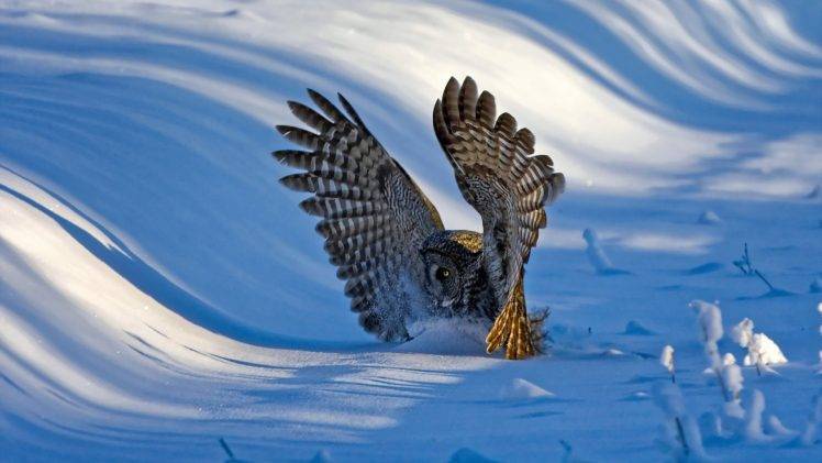 nature, Landscape, Winter, Snow, Animals, Birds, Owl, Hill, Sunlight, Shadow, Wings, Landing HD Wallpaper Desktop Background