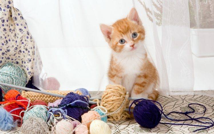kittens, Cat, Yarn, Animals HD Wallpaper Desktop Background