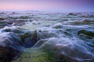 nature, Landscape, Clear Sky, Hungary, Spiderwebs, Field, Water, Swamp, Plants, Winner, Contests, Photography, Trees, Mist