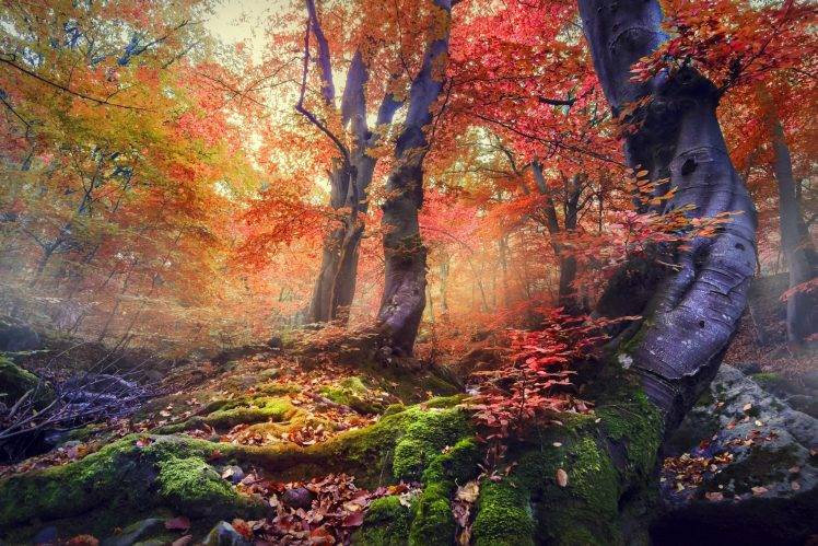 nature, Landscape, Sunrise, Forest, Mist, Fall, Colorful, Trees, Moss, Leaves HD Wallpaper Desktop Background