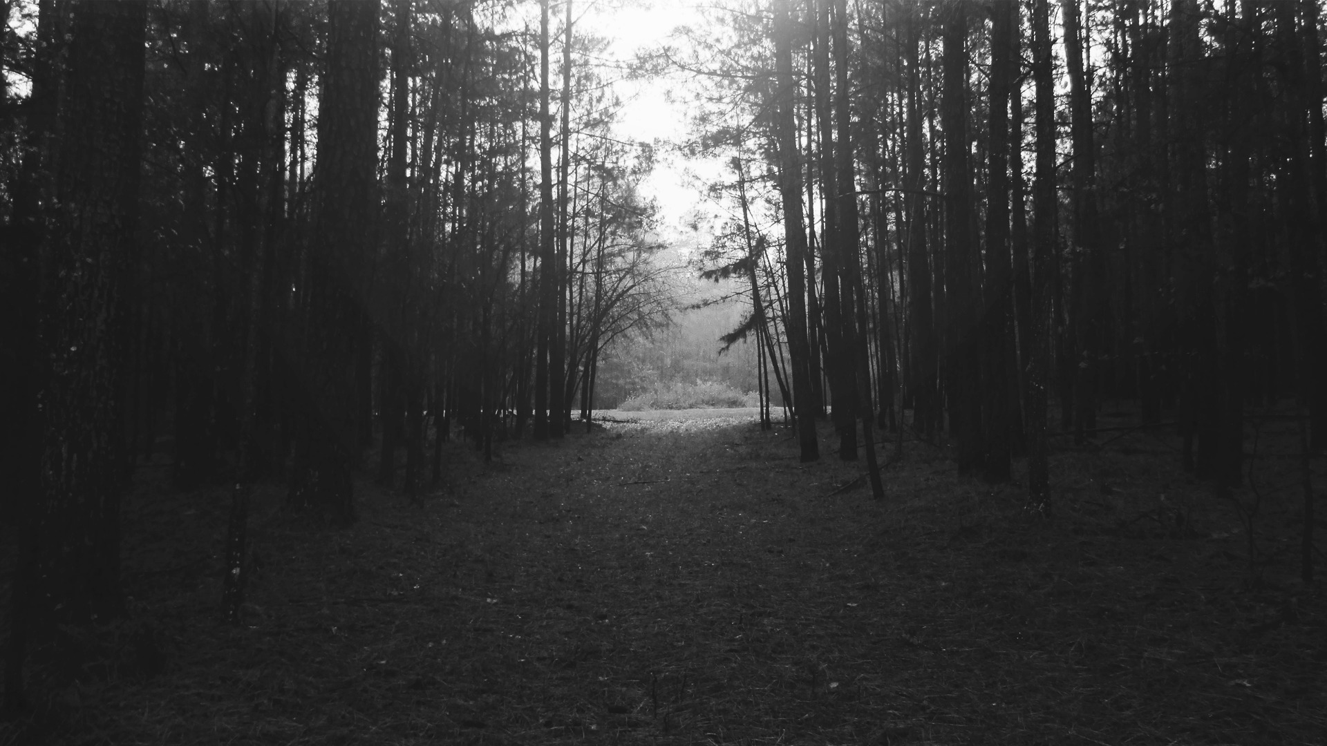 forest, Nature, Landscape, Black, White, Night, Monochrome, Trees Wallpaper