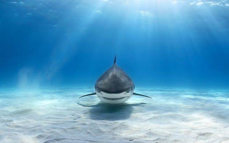shark, Animals, Great White Shark, Underwater HD Wallpaper Desktop Background