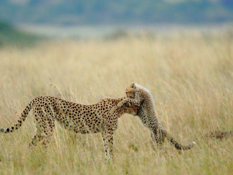 animals, Cheetahs, Cubs, Baby Animals HD Wallpaper Desktop Background