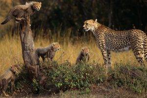 animals, Cheetahs, Cubs, Baby Animals