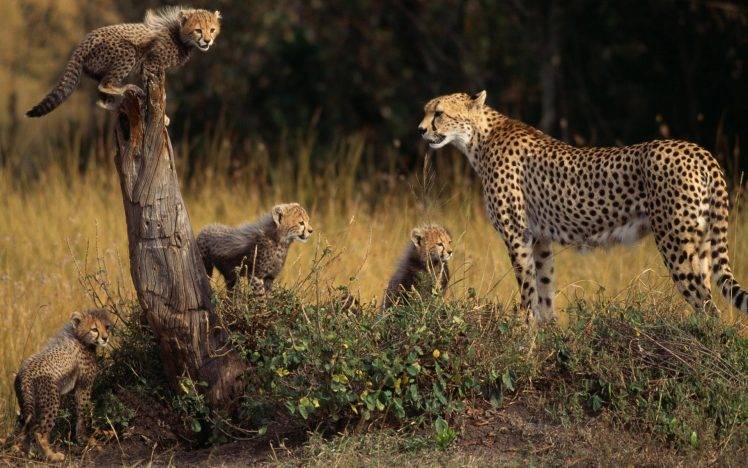 animals, Cheetahs, Cubs, Baby Animals HD Wallpaper Desktop Background