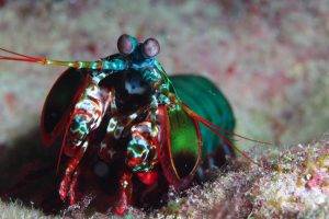 animals, Mantis Shrimp