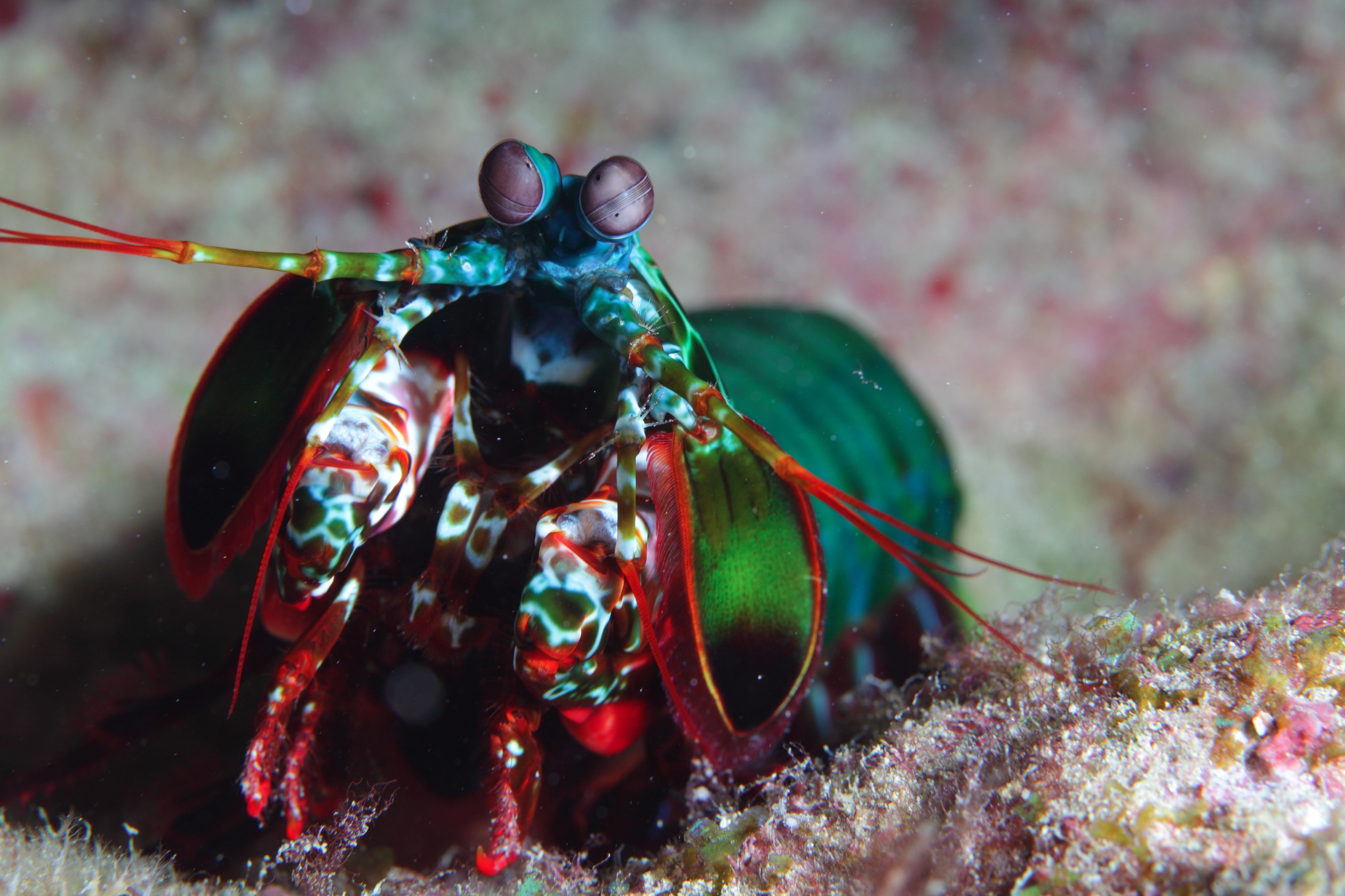 animals, Mantis Shrimp Wallpaper