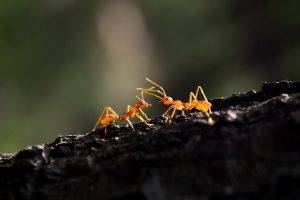 animals, Hymenoptera, Oecophylla, Macro, Ants