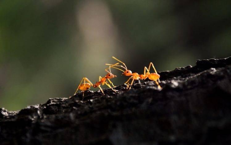 animals, Hymenoptera, Oecophylla, Macro, Ants HD Wallpaper Desktop Background
