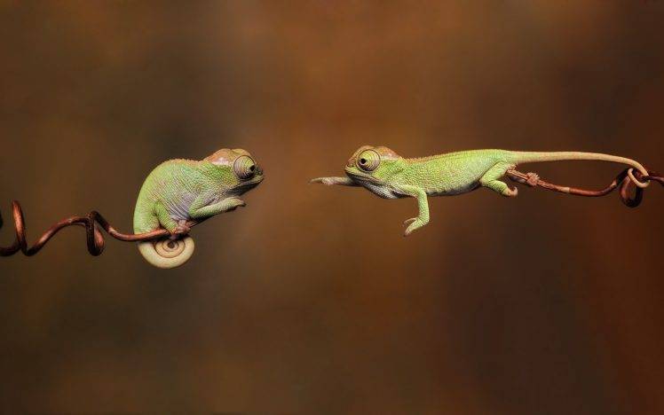 animals, Chameleons, Reptile, Branch HD Wallpaper Desktop Background