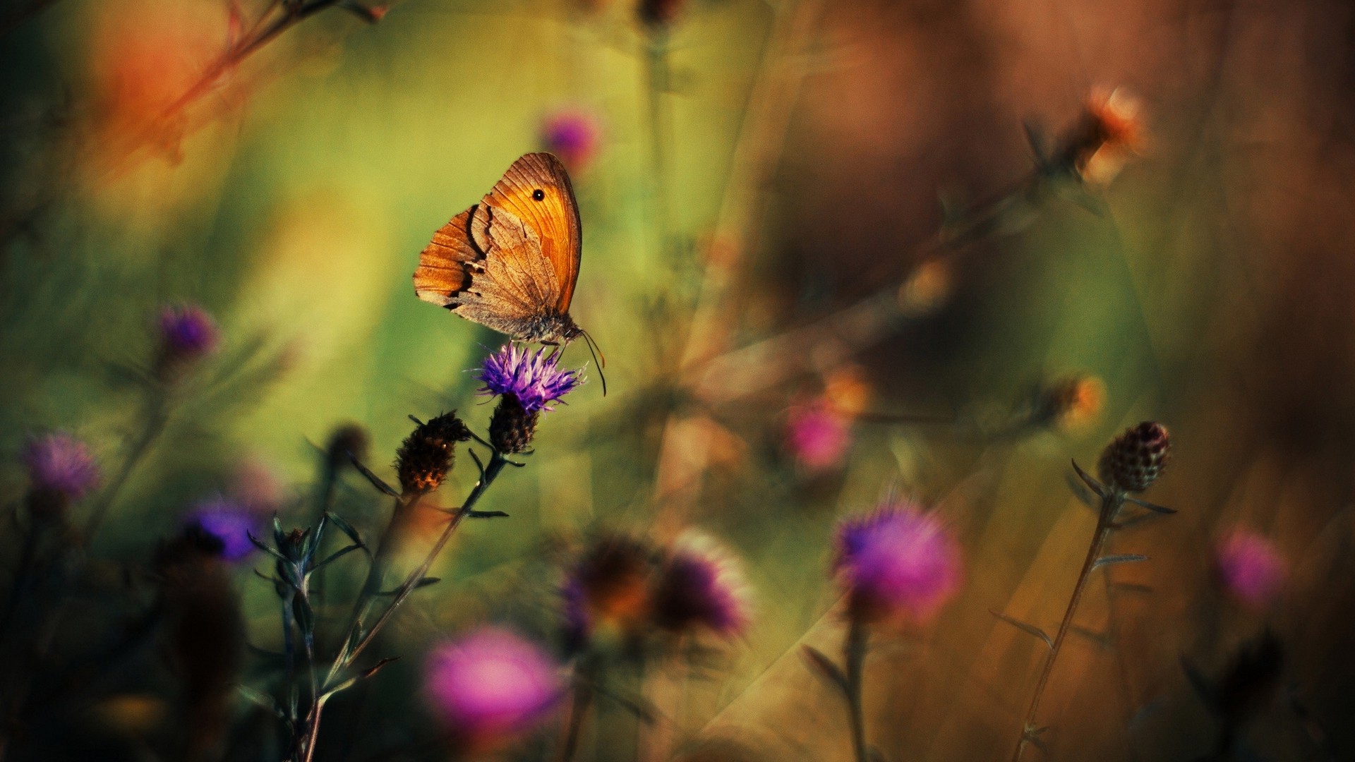 lepidoptera, Insect, Macro, Animals, Flowers Wallpaper