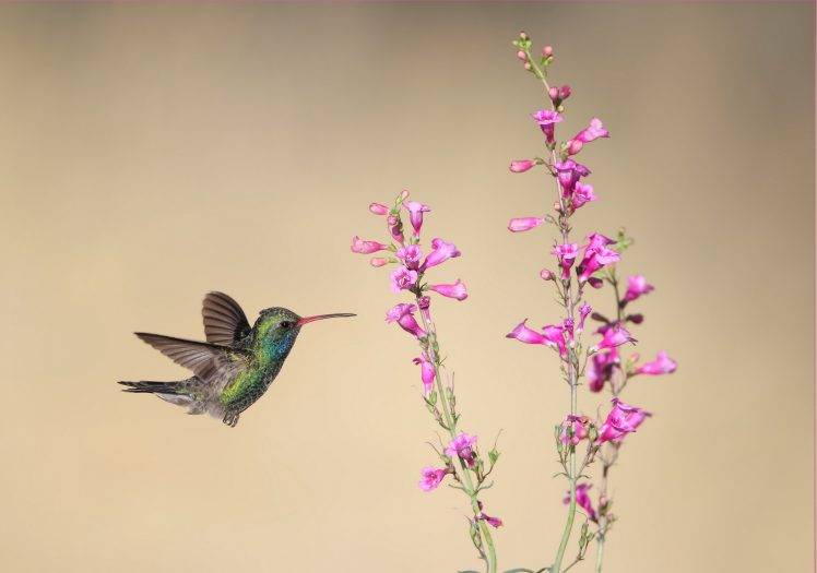 animals, Flowers, Birds HD Wallpaper Desktop Background