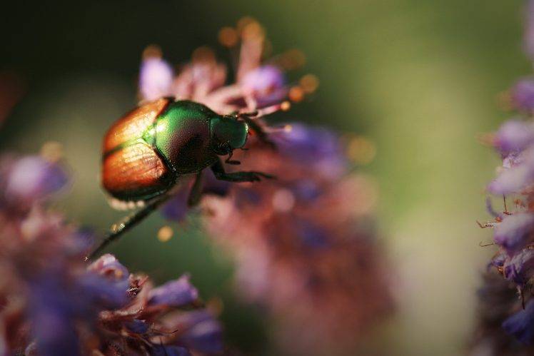 insect, Macro, Animals, Flowers, Beetles HD Wallpaper Desktop Background