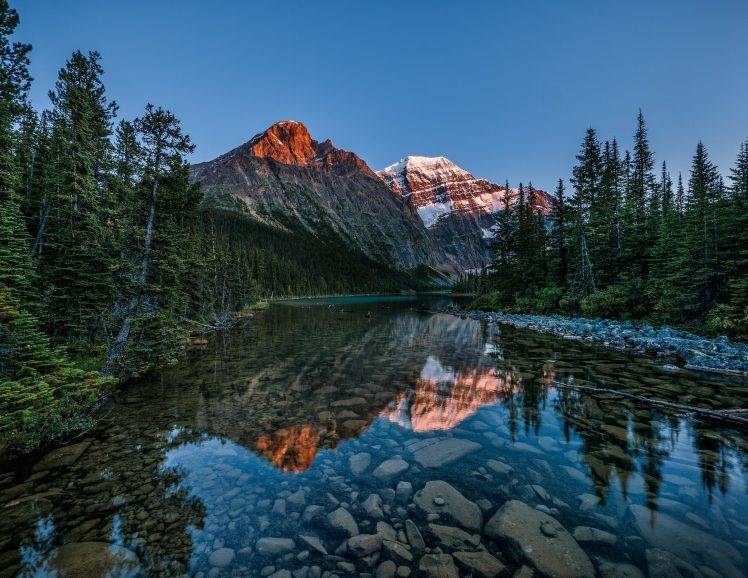 landscape, Pine Trees, Jasper National Park, Alberta HD Wallpaper Desktop Background