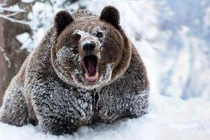 snow, Animals, Bears