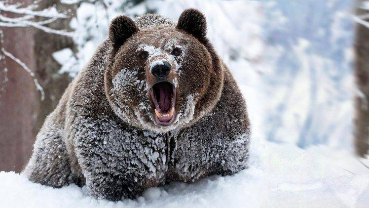 snow, Animals, Bears HD Wallpaper Desktop Background