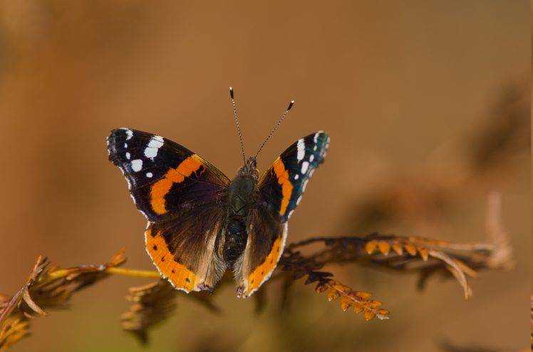 lepidoptera, Animals, Macro HD Wallpaper Desktop Background