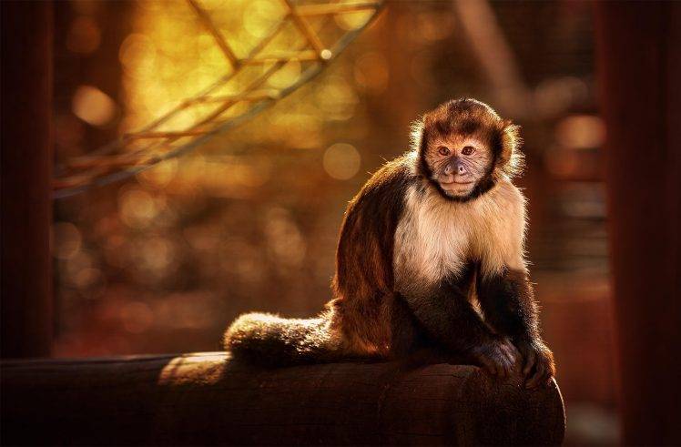 animals, Monkeys HD Wallpaper Desktop Background