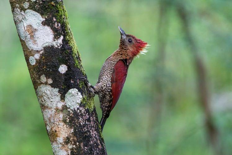 animals, Birds, Woodpeckers HD Wallpaper Desktop Background