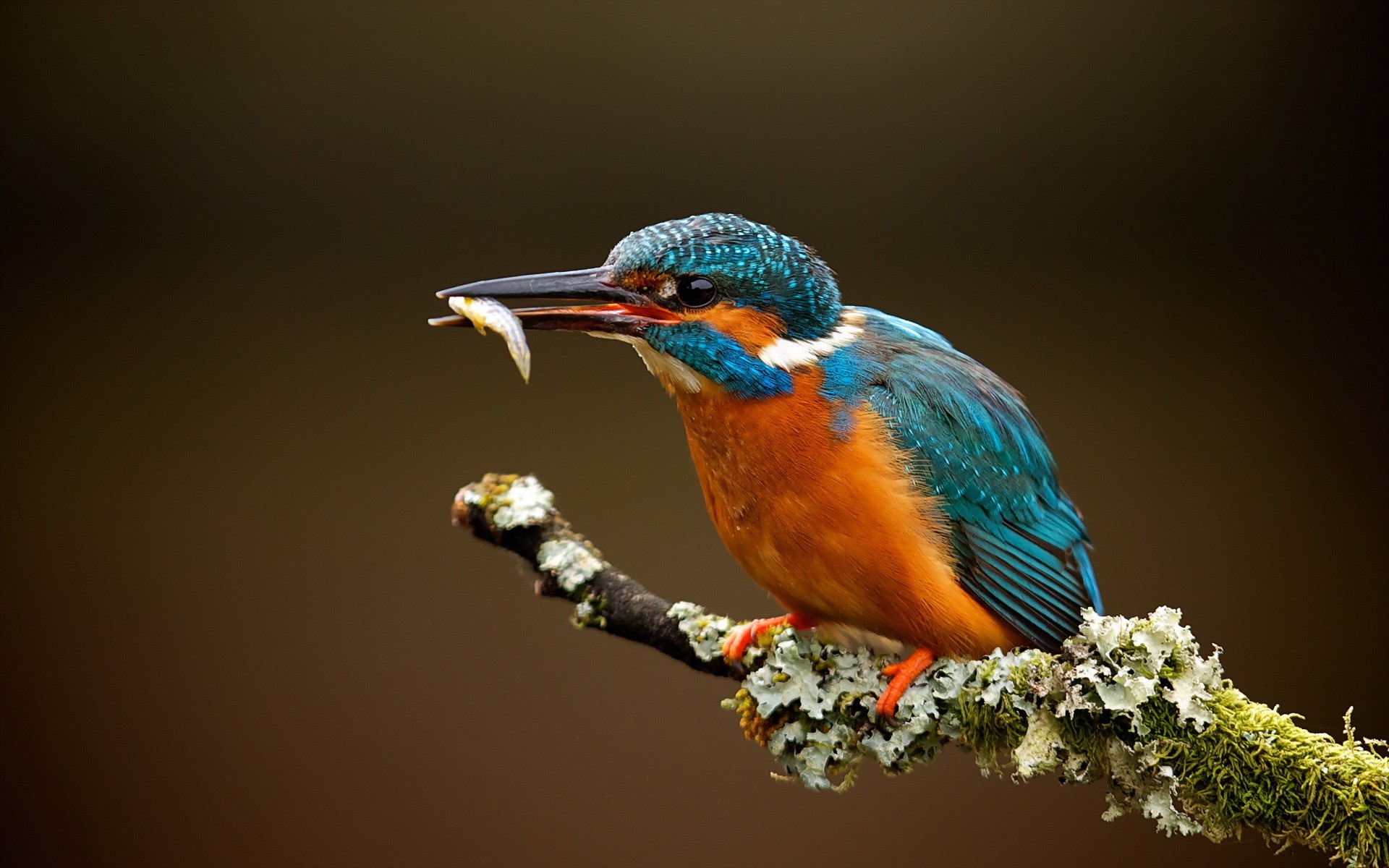 animals, Macro, Kingfisher, Branch Wallpaper