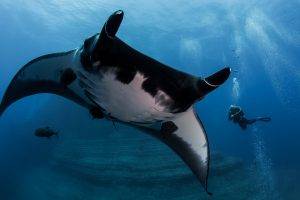 animals, Underwater, Divers, Manta Rays