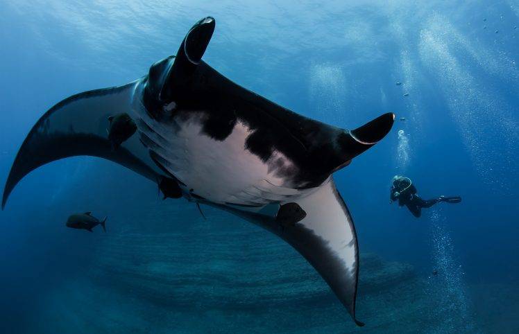 animals, Underwater, Divers, Manta Rays HD Wallpaper Desktop Background