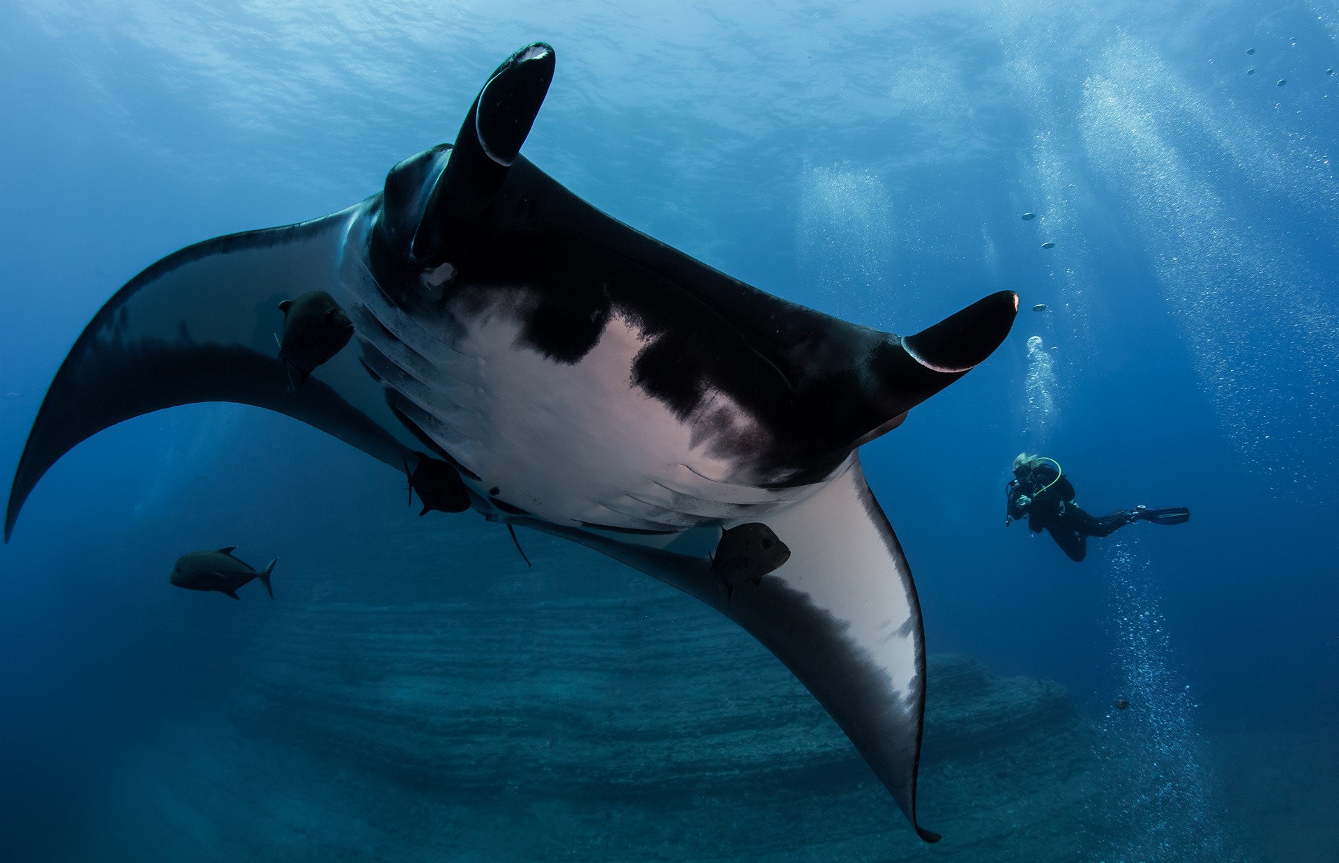 animals, Underwater, Divers, Manta Rays Wallpaper