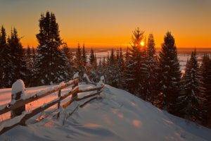 landscape, Snow, Pine Trees, Nature