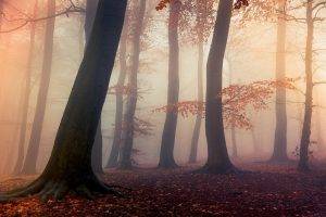 nature, Landscape, Forest, Fall, Mist, Sunrise, Leaves, Trees, Daylight, Atmosphere
