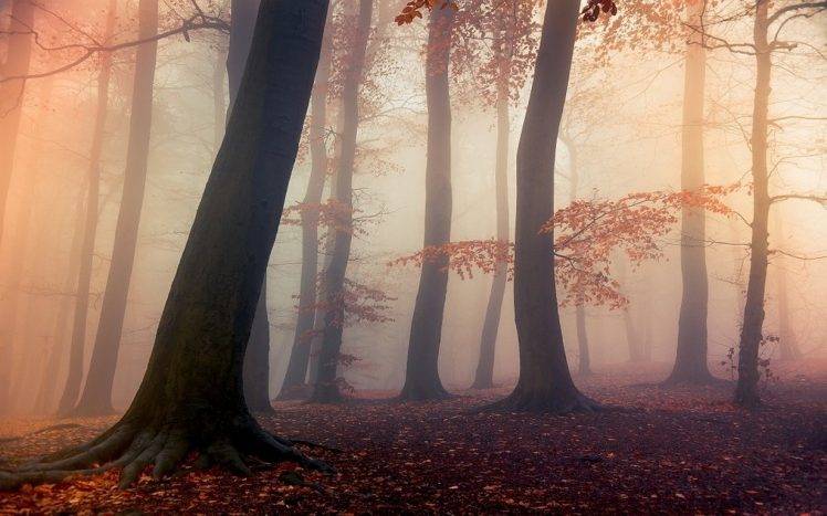 nature, Landscape, Forest, Fall, Mist, Sunrise, Leaves, Trees, Daylight, Atmosphere HD Wallpaper Desktop Background