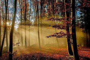 nature, Landscape, Sunrise, Sun Rays, Forest, Fall, Leaves, Mist, Sunlight, Trees, Morning