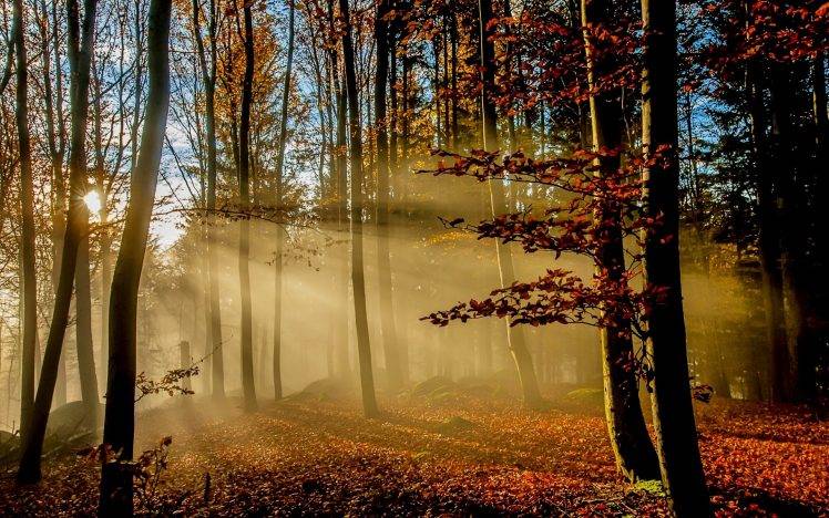 nature, Landscape, Sunrise, Sun Rays, Forest, Fall, Leaves, Mist, Sunlight, Trees, Morning HD Wallpaper Desktop Background
