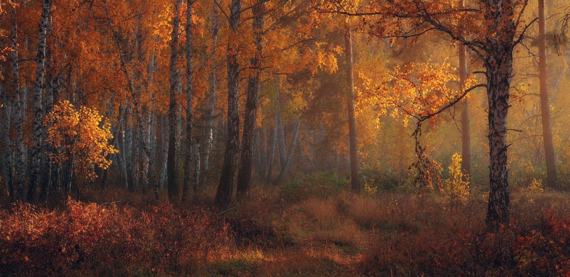 nature, Landscape, Fall, Forest, Amber, Leaves, Trees, Morning, Sunlight, Shrubs Wallpaper