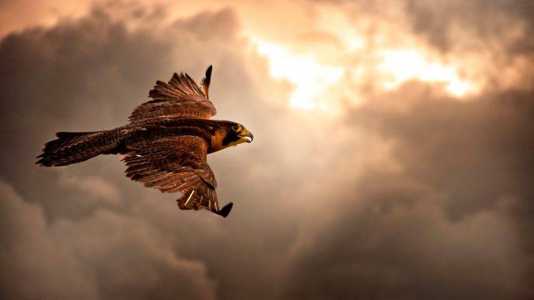 animals, Hawks, Birds HD Wallpaper Desktop Background