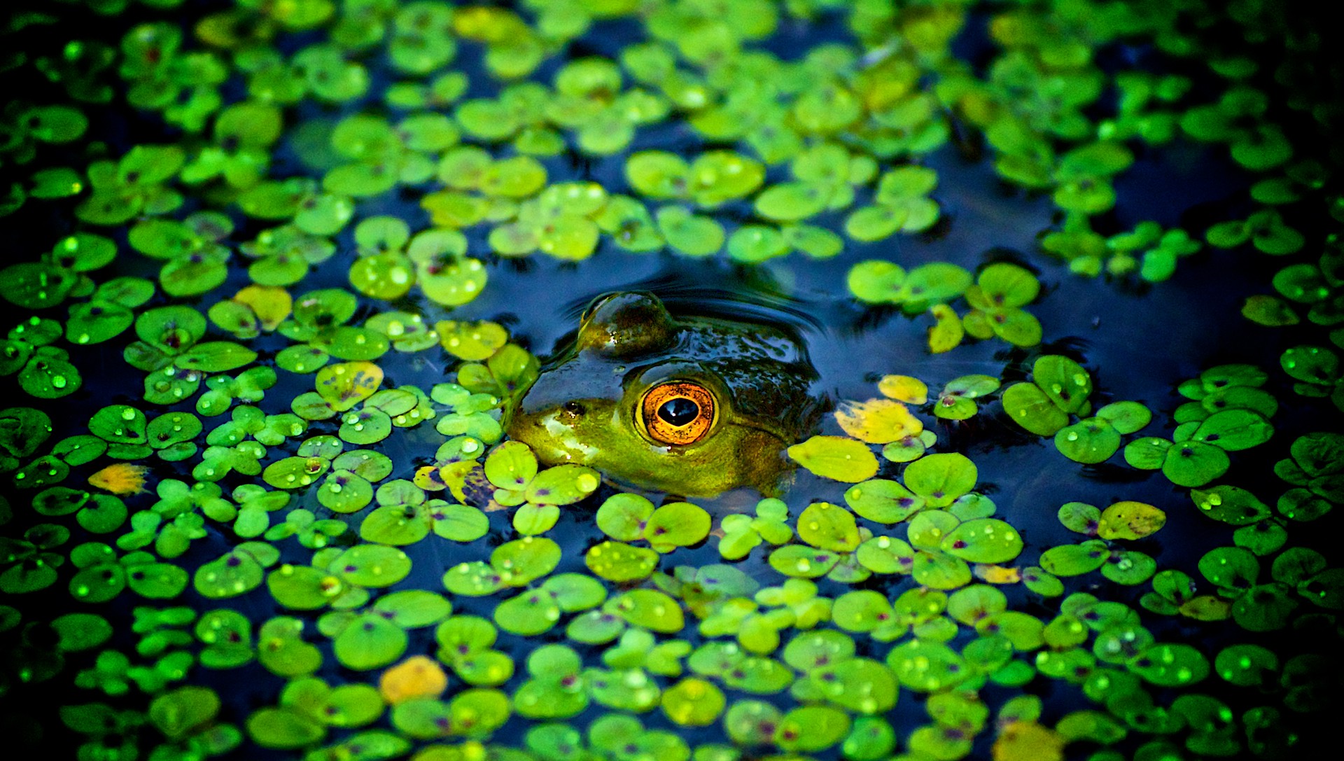 animals, Frog, Amphibian Wallpapers HD / Desktop and