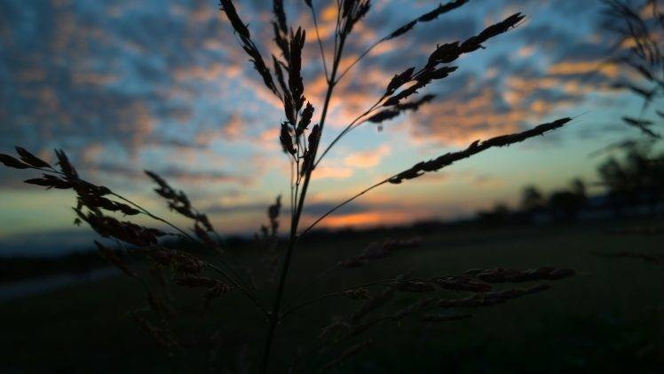 sunset, Nature, Landscape, Field, Sky, Evening HD Wallpaper Desktop Background