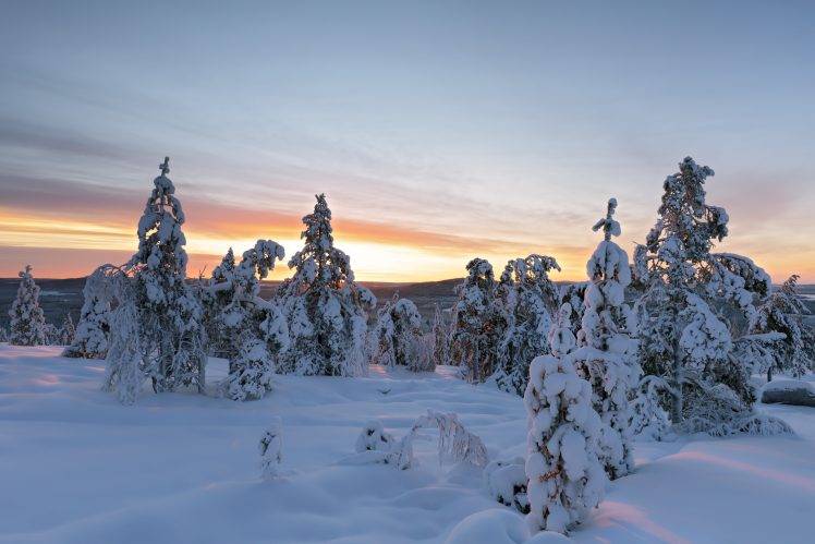 landscape, Snow, Pine Trees HD Wallpaper Desktop Background