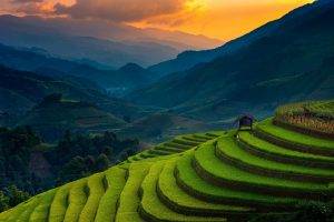 landscape, Nature, Rice Paddy, Terraces, Mountain, Sunset, Field, Trees, Mist, Green, Hut, Vietnam, Sunlight