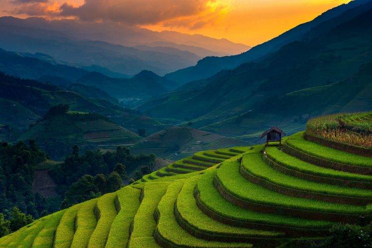 landscape, Nature, Rice Paddy, Terraces, Mountain, Sunset, Field, Trees, Mist, Green, Hut, Vietnam, Sunlight HD Wallpaper Desktop Background