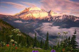 nature, Landscape, Wildflowers, Mountain, Snowy Peak, Pine Trees, Grass, Mist, River, Sunset, Sunlight, Spring