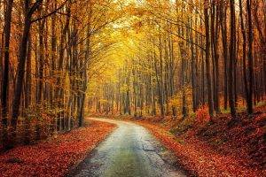 nature, Landscape, Fall, Forest, Road, Red, Yellow, Leaves, Trees, Shrubs