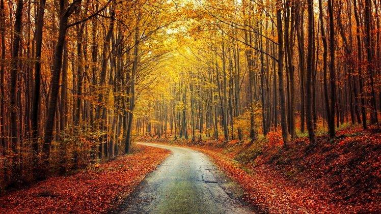 nature, Landscape, Fall, Forest, Road, Red, Yellow, Leaves, Trees, Shrubs HD Wallpaper Desktop Background