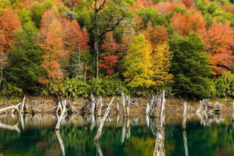 nature, Landscape, Lake, Fall, Colorful, Forest, Trees, Shrubs, Dead Trees, Water, Chile HD Wallpaper Desktop Background